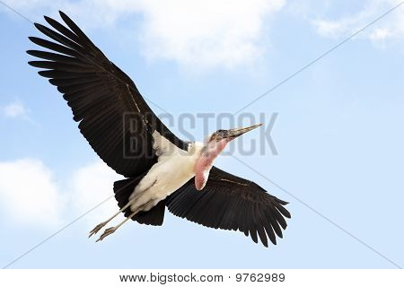 Marabou