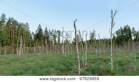 Swamp In The Evening