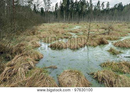 Grass Overgrown Swamp
