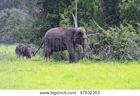 Indian Elephants