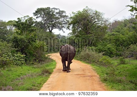 Indian Elephants