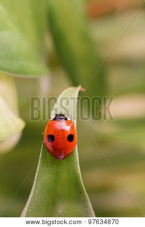Ladybug with two dots sitting on a leaf