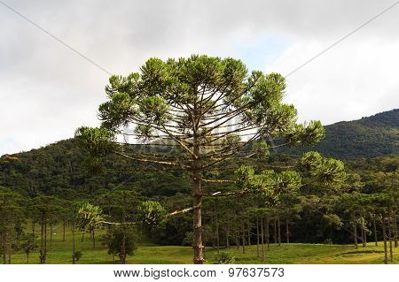 Closeup Of Upper Part Of Araucaria Angustifolia ( Brazilian Pine)