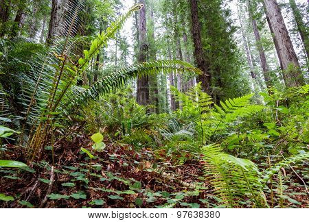 Prehistoric Forest