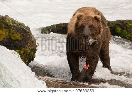 Brown Bear Eating Salmon Tail Beside Rocks