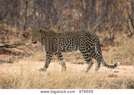 Leopard