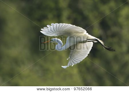 Great Egret In Flight At Breeding Colony