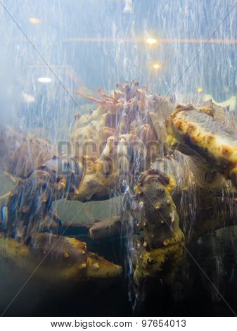 Seafood. Crab In Aquarium