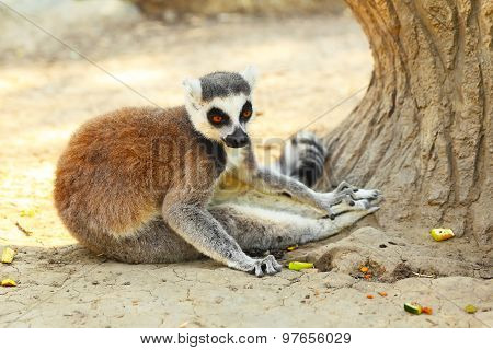 Lemur catta