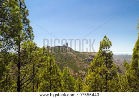 Roque Nublo And Canaria Pine Trees