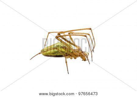 Green Spider On A White Background