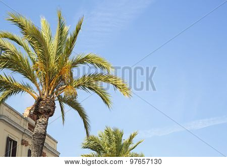 Palm Tree Kroon In City Sunny Day