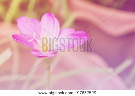 Closeup Zephyranthes (amarylieaceae) Rain Lily Beautiful Blooming In Garden Thailand, Soft Focus