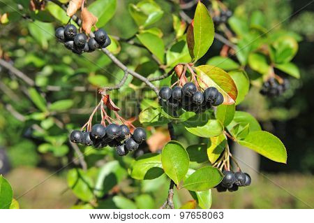 Black ashberry (Aronia melanocarpa)
