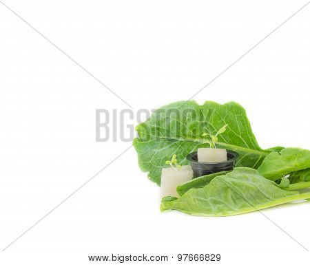 Chinese Broccoli On White Background