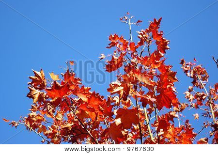Feuilles d'automne rouge