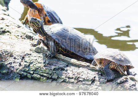 Aquatic Turtles