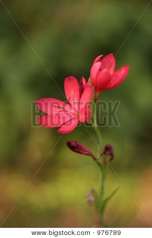 Schizostylis länkar Majorf2