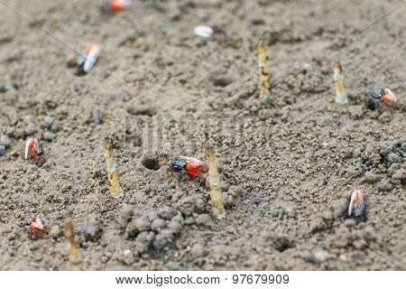 Fiddler Crab In The Mangrove