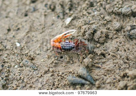 Fiddler Crab In The Mangrove