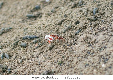 Fiddler Crab In The Mangrove