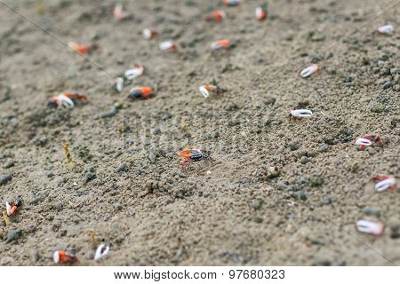 Fiddler Crab In The Mangrove