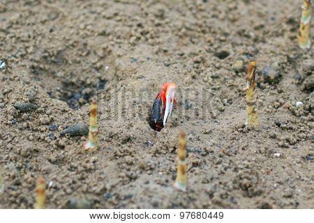 Fiddler Crab In The Mangrove
