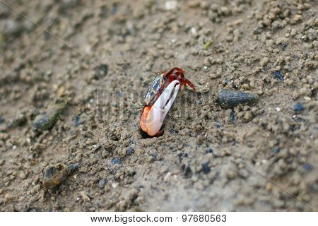 Fiddler Crab In The Mangrove