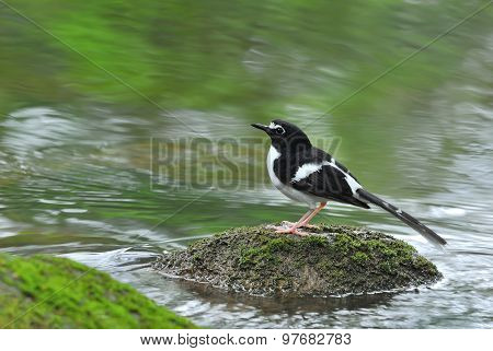 Black-backed Forktail ,beautiful Bird And River Stream