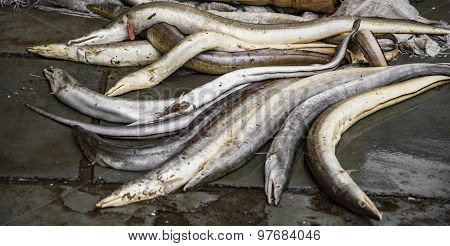 Eel On Sale