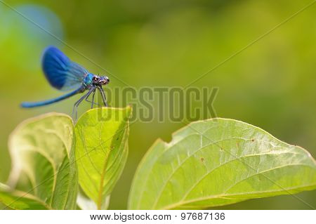Dragonfly In Forest