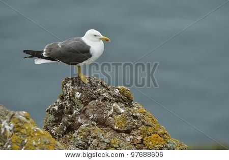Lesser Black-backed Gull
