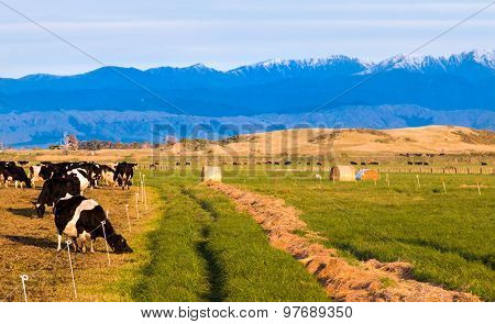 Intensive Winter Grazing