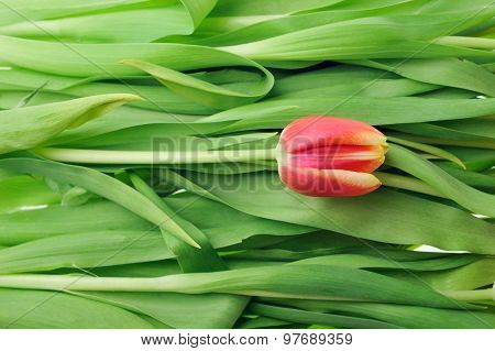 Tulip And Many  Leaves