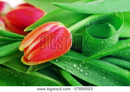 Tulip And Many  Leaves