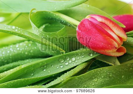 Tulip And Many  Leaves
