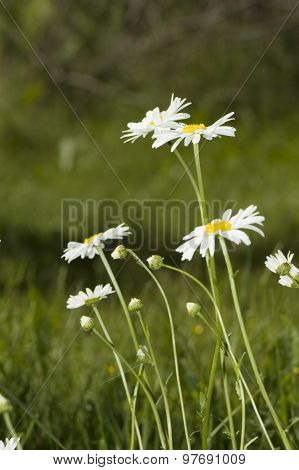 Chamomile In The Field