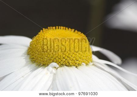 Chamomile In The Field Close Up