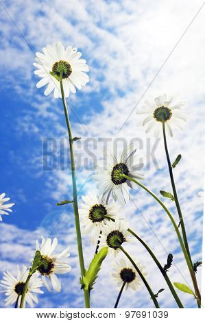 Marguerites On Sky Background