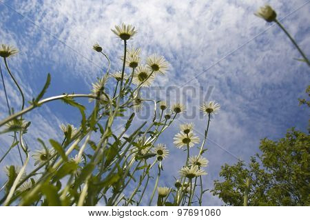 Marguerite On Sky Background 2