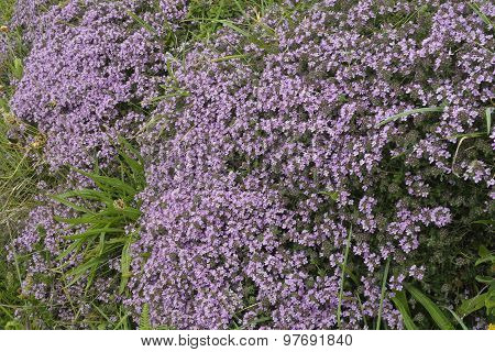 Wild Thyme