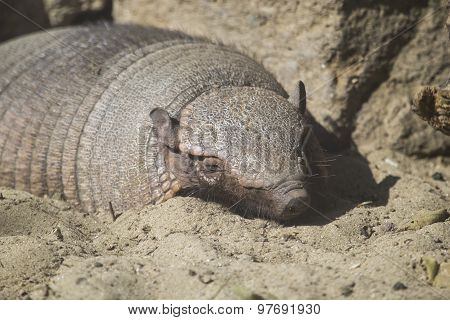 Big Hairy Armadillo Sleeping