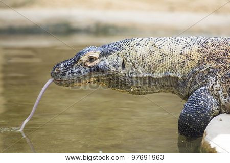 Komodo Dragon Drinking