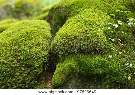 Moss Covered Stones