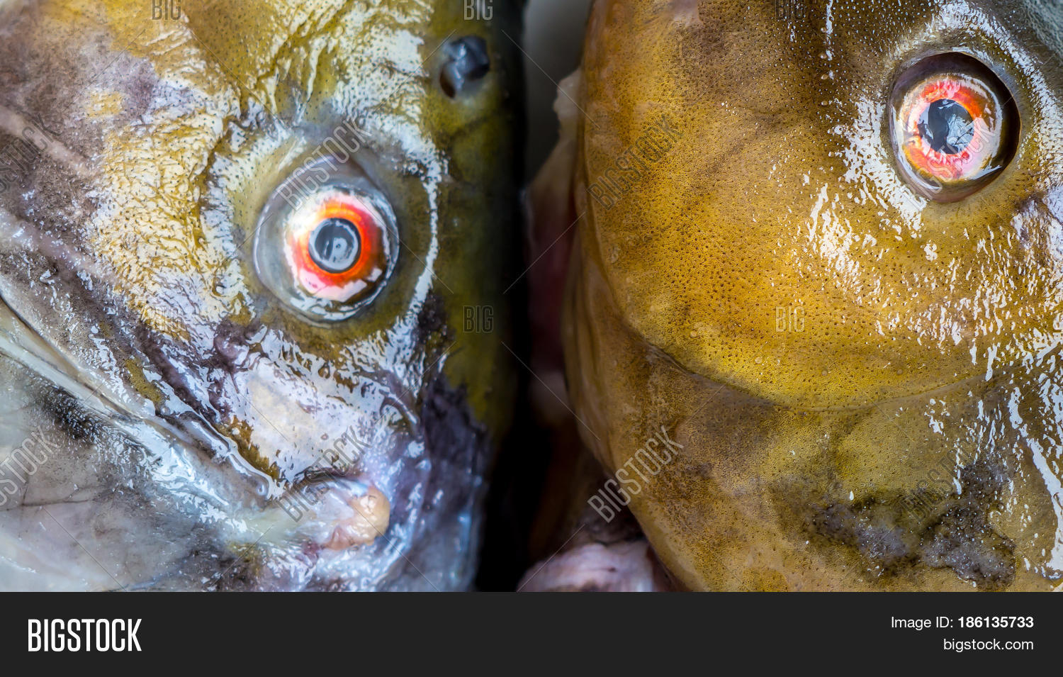 Fish Head Frozen Image & Photo (Free Trial) Bigstock