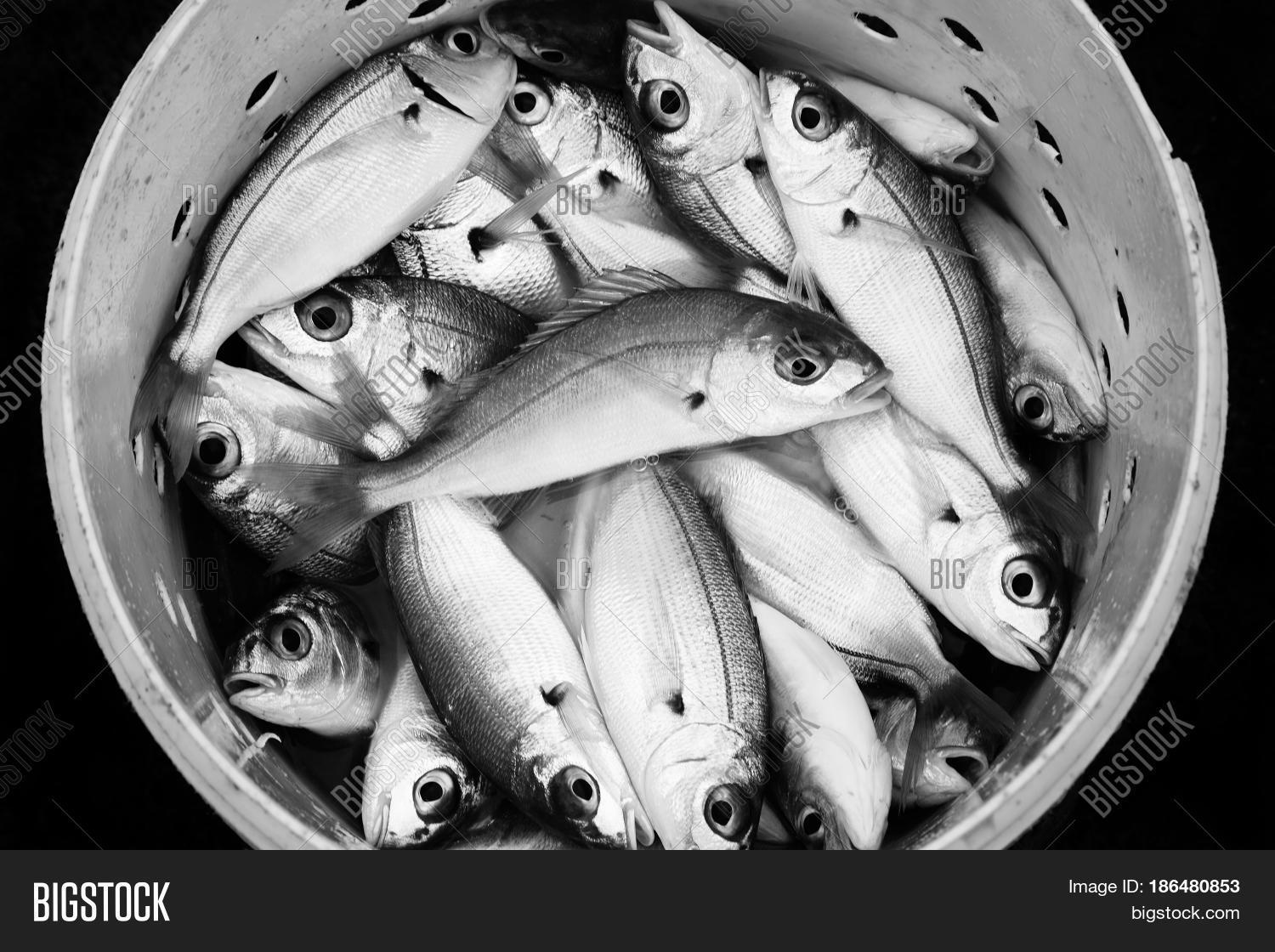 Black White Fresh Image Photo Free Trial Bigstock