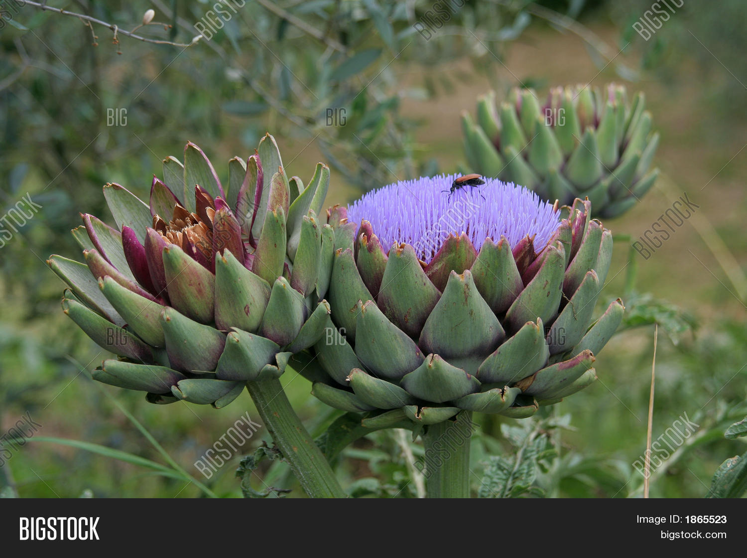 Blooming Artichoke Image & Photo (Free Trial) Bigstock