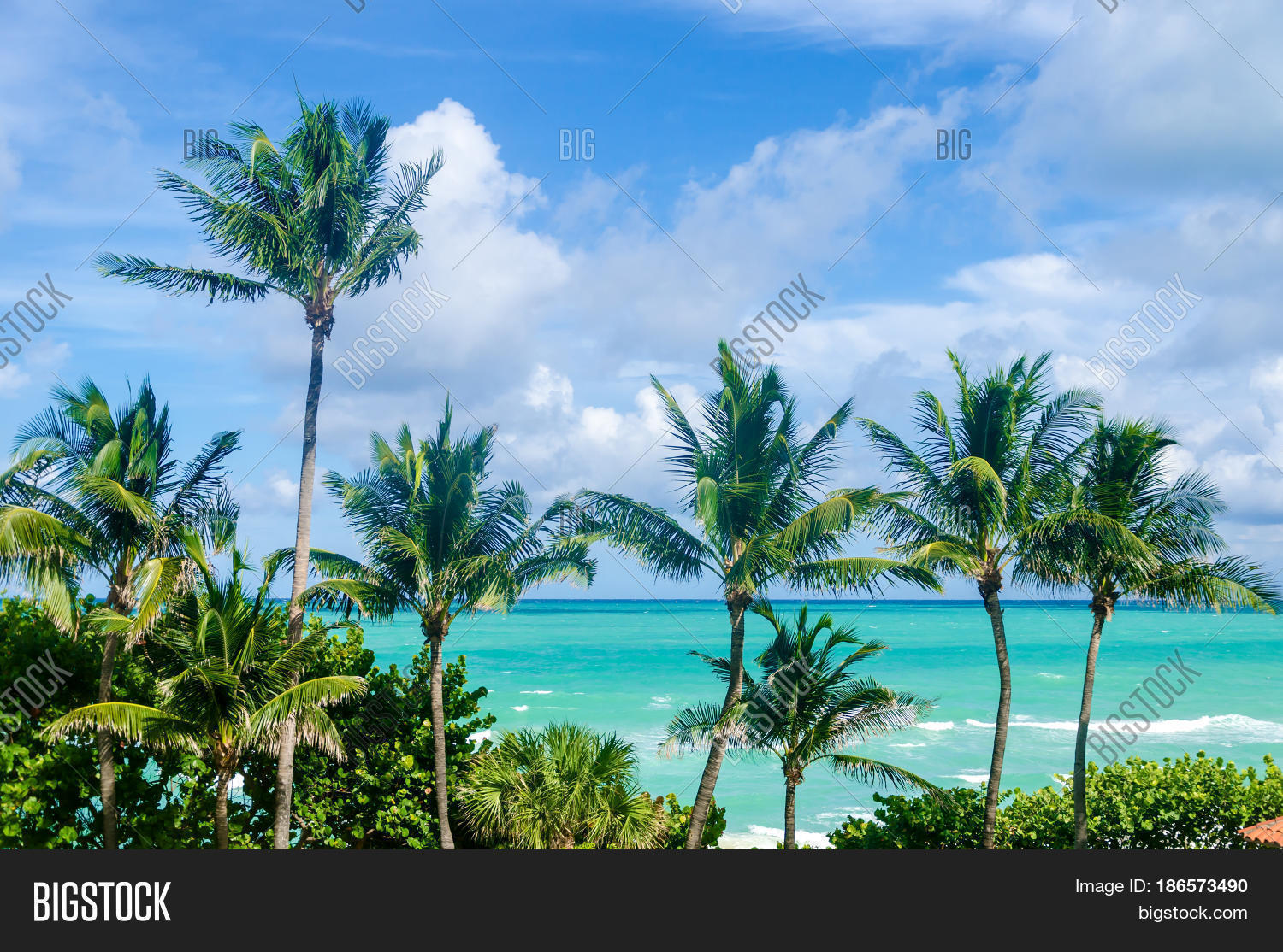 Palm Tree On Miami Image & Photo (Free Trial) Bigstock