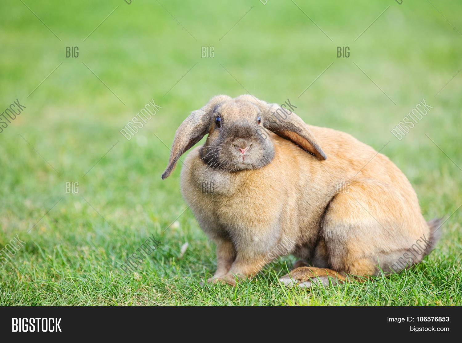 Flapeared Pet Rabbit Image & Photo (Free Trial) Bigstock