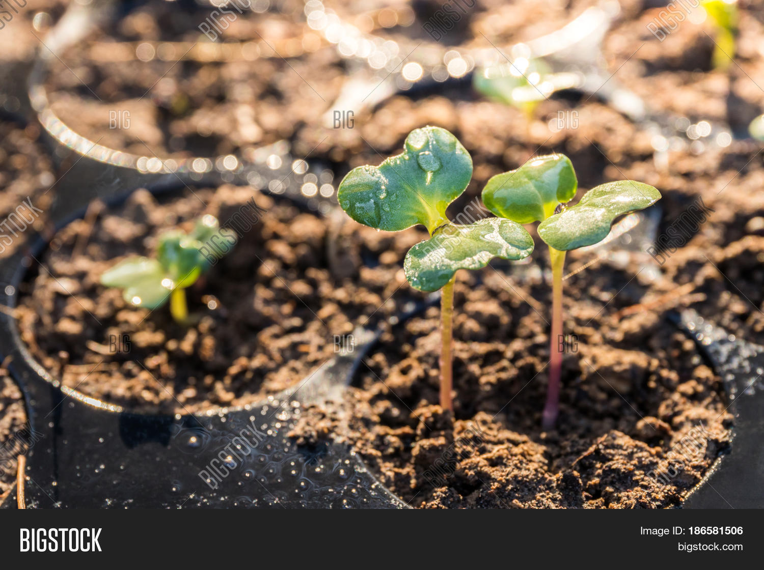 Chinese Kale Seedling Image & Photo (Free Trial) Bigstock